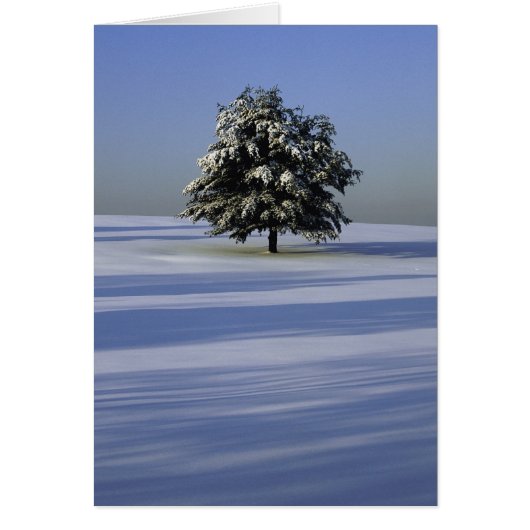 Tree in snow covered landscape cards (Front)
