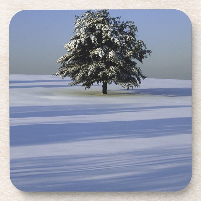 Tree in snow covered landscape coaster (Front)