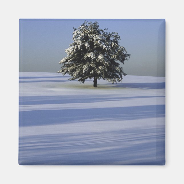 Tree in snow covered landscape magnet (Front)