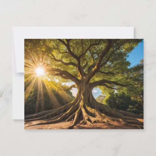 Tree in sunshine postcard