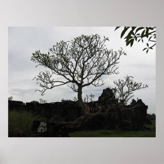 Tree in Thailand Poster (Front)