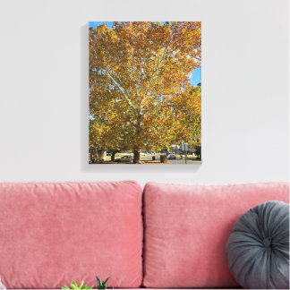 Tree in the golden hour canvas print