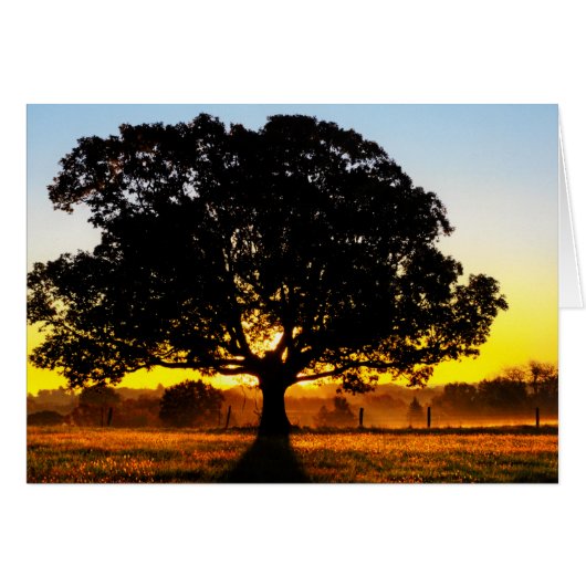 Tree in the Morning Cards (Front Horizontal)