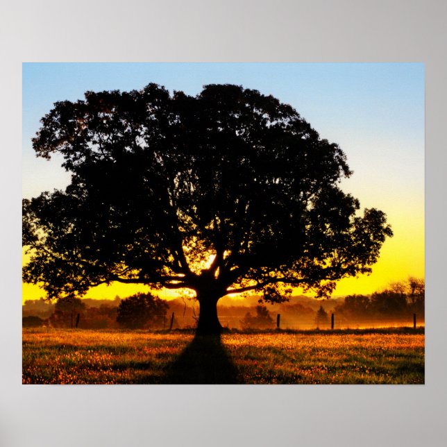 Tree in the Morning Poster (Front)