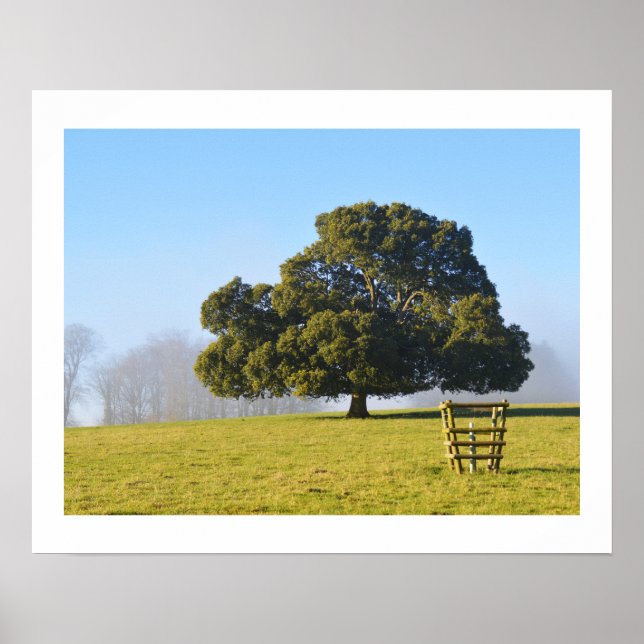 Tree in the winter sun poster (Front)