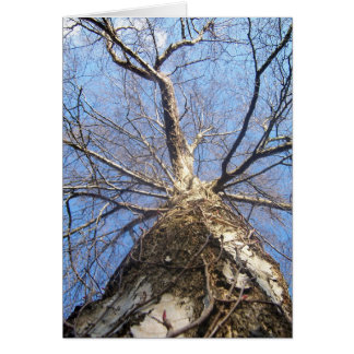 Tree in Winter Cards