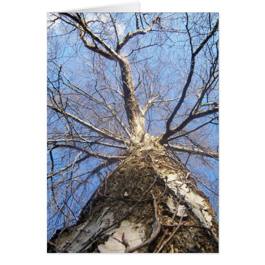 Tree in Winter Cards (Front)