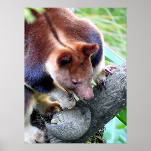 Tree Kangaroo Poster