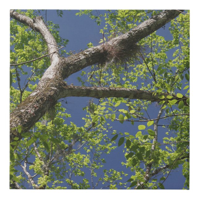 Tree Leaves Branches and Blue Sky Faux Canvas Print (Front)