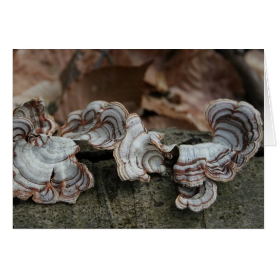 Tree Lichen Card