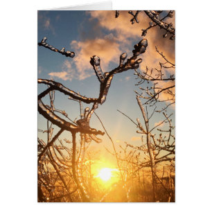 tree limb icicles cards