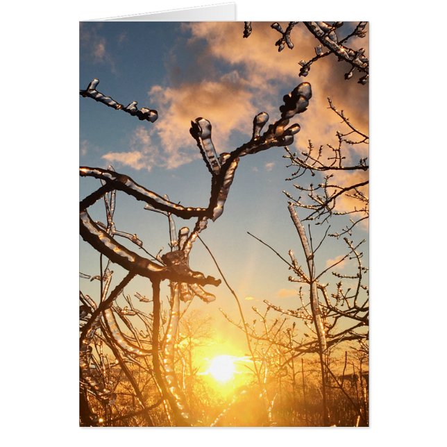 tree limb icicles cards (Front)