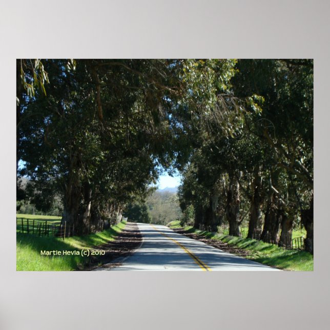 Tree-Lined Country Road Poster (Front)