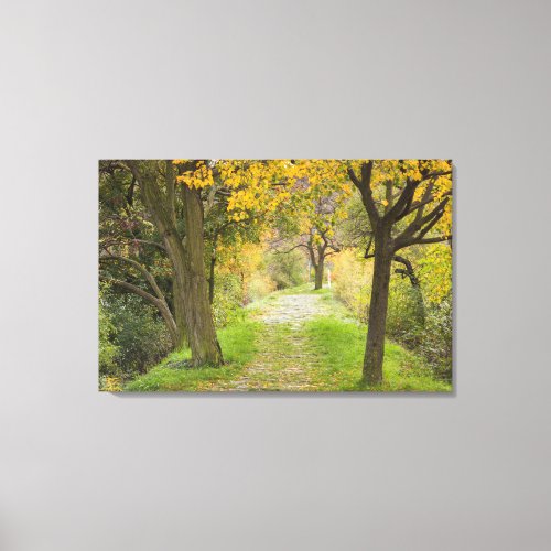 Tree_lined Path in Autumn Canvas Print