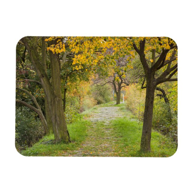 Tree-lined Path in Autumn Magnet (Horizontal)