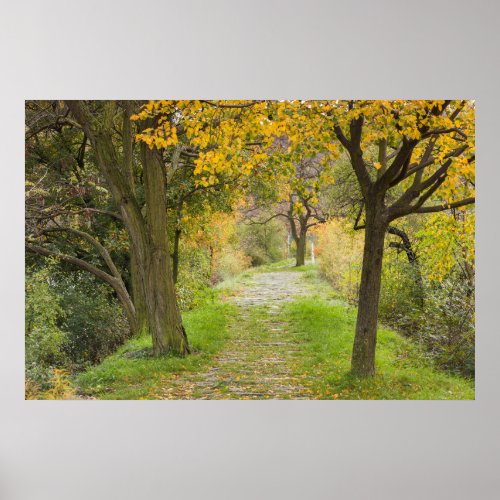 Tree_lined Path in Autumn Poster