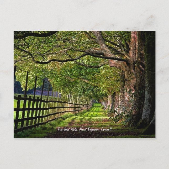 Tree-lined Walk, Mount Edgcumbe, Cornwall Postcard (Front)