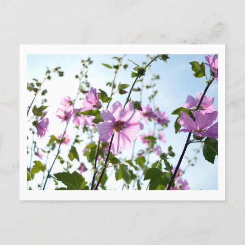 Tree Mallow Blooms in Summer Postcard