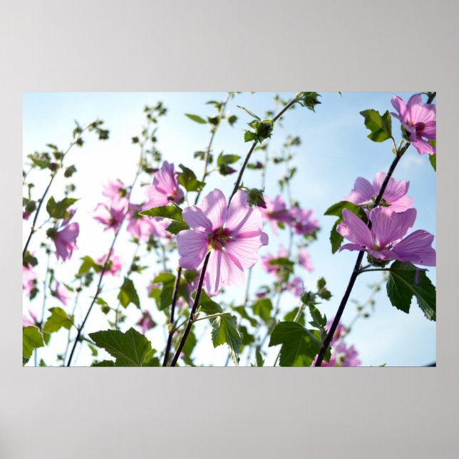 Tree Mallow Blooms in Summer Poster (Front)
