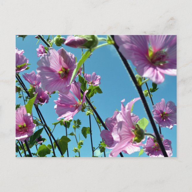 Tree Mallow (Lavatera arborea) Postcard (Front)