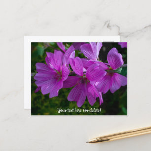 Tree Mallow Postcard