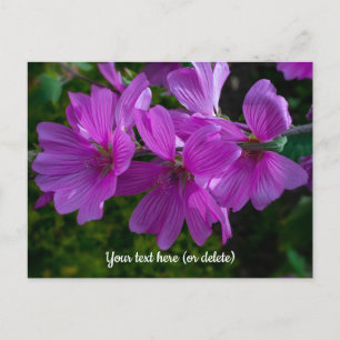 Tree Mallow Postcard
