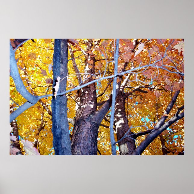 Tree Maple Trees Autumn Foliage Poster (Front)