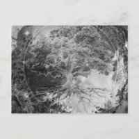 Tree of Health in Black and White Postcard