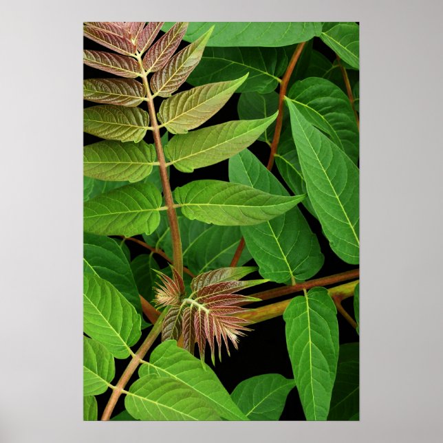 Tree of Heaven Leaves Poster (Front)