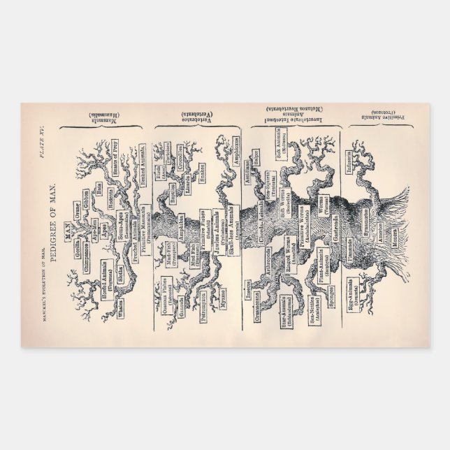 "Tree of Life" 1859 illustration by Ernst Haeckel Rectangular Sticker (Front)