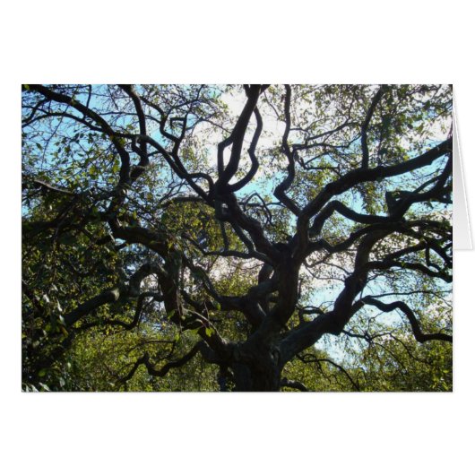 Tree of Life Card (Front Horizontal)