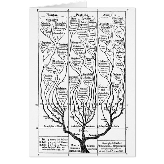 Tree of Life Cards (Front)