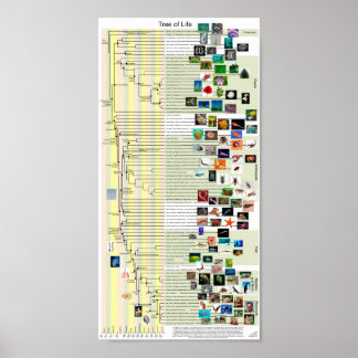 Tree of Life evolution poster