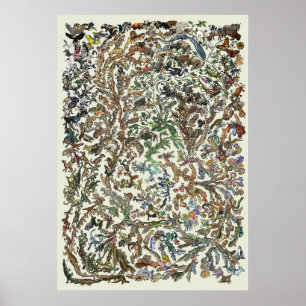 Tree of Life - Evolution Poster - Color