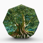 Tree of Life Green Acrylic Award<br><div class="desc">Tree of Life Green</div>