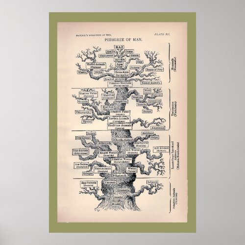 Tree Of Life  Pedigree Of Man Poster