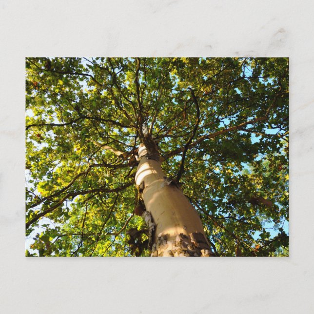 Tree of Life Postcard (Front)