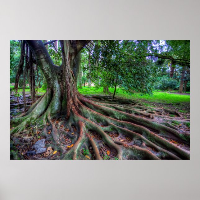 Tree Of Life Poster (Front)