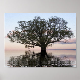 Tree of Life (Reflections) Poster