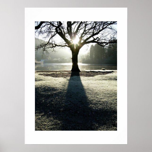 Tree of Light: Derwentwater, Cumbria Poster (Front)