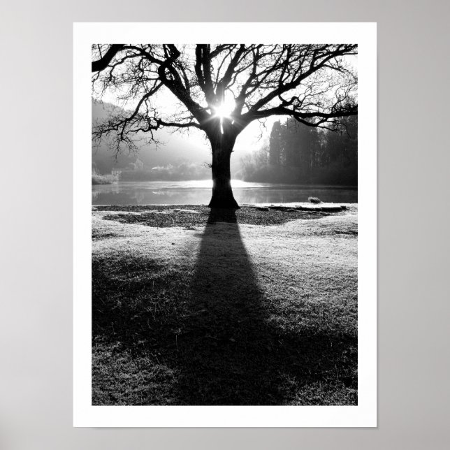 Tree of Light: Derwentwater, Cumbria  Poster (Front)