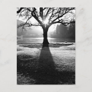 Tree of Light: Derwentwater, Lake District Postcard