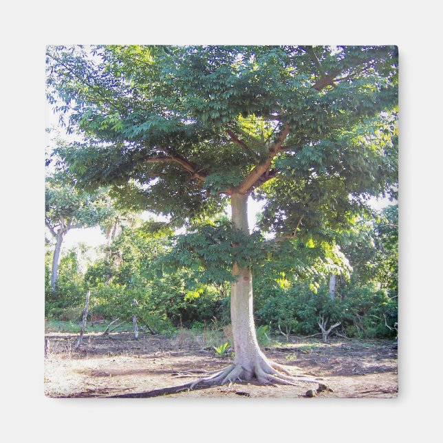 Tree of Wisdom-magnet Magnet (Front)