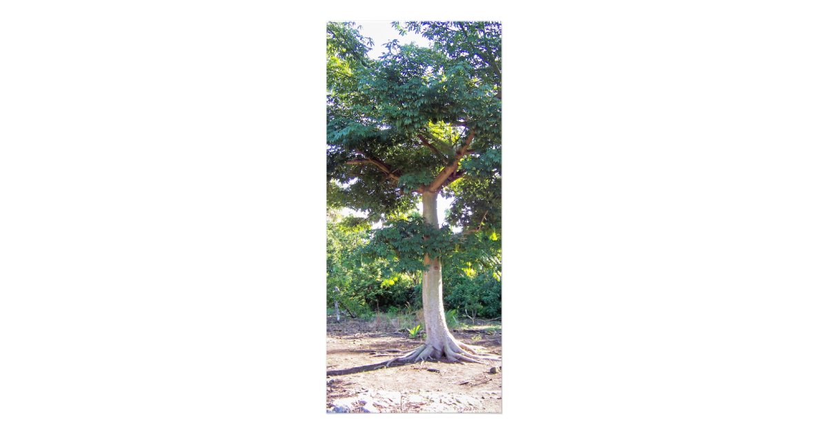 Tree of Wisdom-rack cards | Zazzle