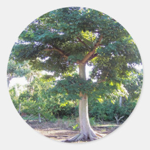 Tree of Wisdom-sticker Classic Round Sticker