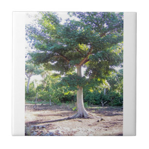 Tree of Wisdom-tile Ceramic Tile