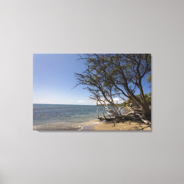 Tree On A Beach Along The Coastline Canvas Print (Front)