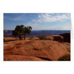 Tree Out of Red Rocks at Canyonlands National Park