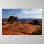 Tree Out of Red Rocks at Canyonlands National Park Poster
