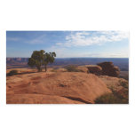 Tree Out of Red Rocks at Canyonlands National Park Rectangular Sticker